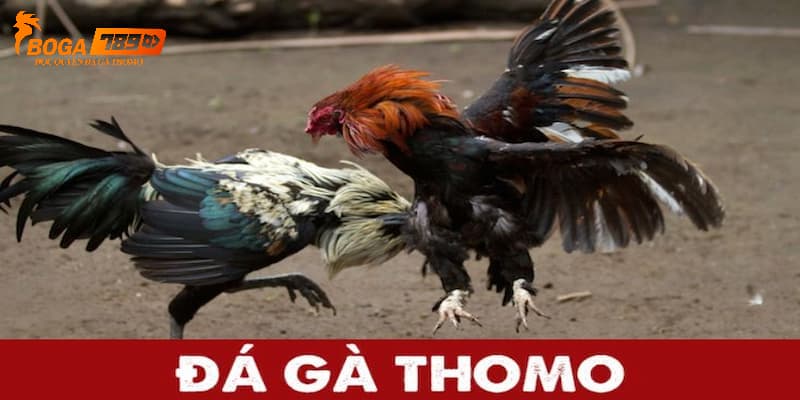 Xem đá gà Thomo độc quyền tại Boga789 hôm nay